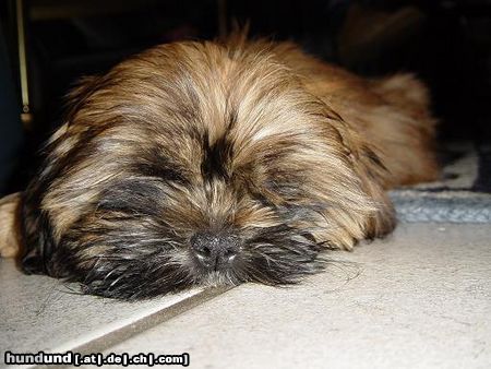 Shih Tzu Hunde Foto 9104 Shih Tzu Amy 12 Wochen jung (Der Neue Gassihund)