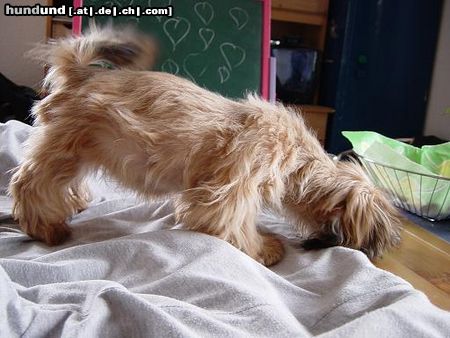 Shih Tzu Hunde Foto 9991 Shih Tzu Amy geschoren