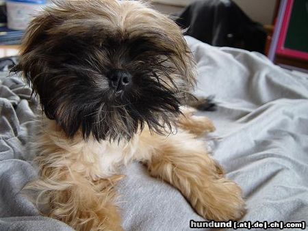 Shih Tzu Hunde Foto 10535 Shih Tzu Hö?? Was guckst du??