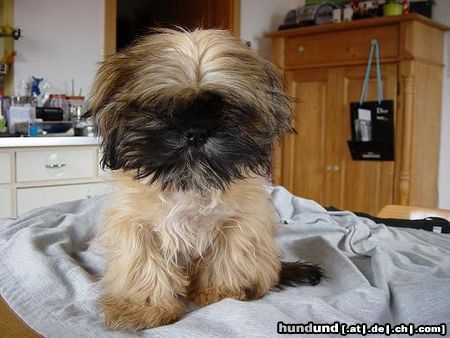 Shih Tzu Hunde Foto 9992 Shih Tzu Amy geschoren