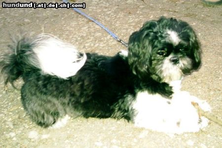 Shih Tzu Hunde Foto 21920 Shih Tzu Mal sehn, was heut noch so geht :o)