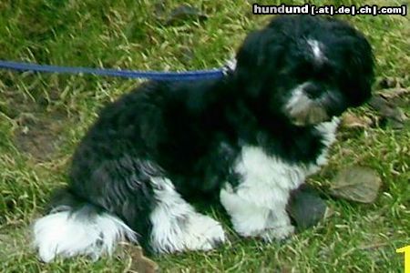 Shih Tzu Hunde Foto 22411 Shih Tzu