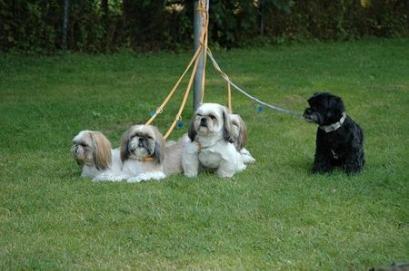 Shih Tzu Hunde Foto 33470 in höherer Auflösung ansehen Shih Tzu Wir dürften nicht mit nach Ibiza!