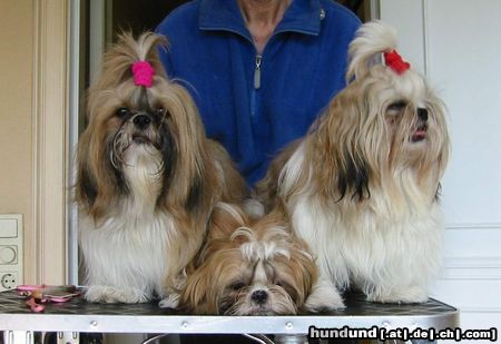 Shih Tzu Hunde Foto 15100 Shih Tzu Shih Tzu's im Alltags-Look