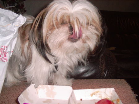 Shih Tzu Hunde Foto 35405 Shih Tzu unser teppichporsche
