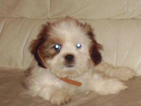 Shih Tzu Hunde Foto 33770 Shih Tzu bin ich nicht süß?!?