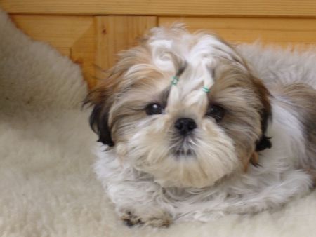 Shih Tzu Hunde Foto 27072 Shih Tzu Hallo