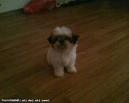 Shih Tzu Hunde Foto 26663 in höherer Auflösung ansehen Shih Tzu Hallo ich bin die Stella