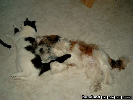 Shih Tzu Hunde Foto 11826 Shih Tzu