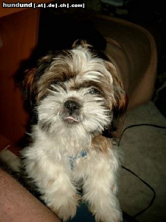 Shih Tzu Hunde Foto 10162 Shih Tzu Bin ich nicht süß?