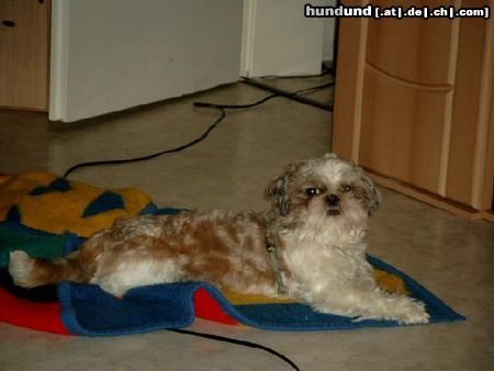 Shih Tzu Hunde Foto 10165 Shih Tzu Gemütlich auf der Dcke