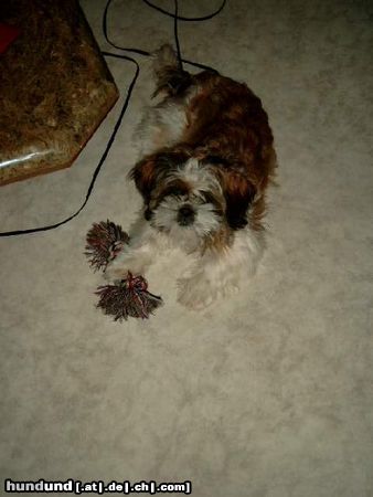 Shih Tzu Hunde Foto 11824 Shih Tzu