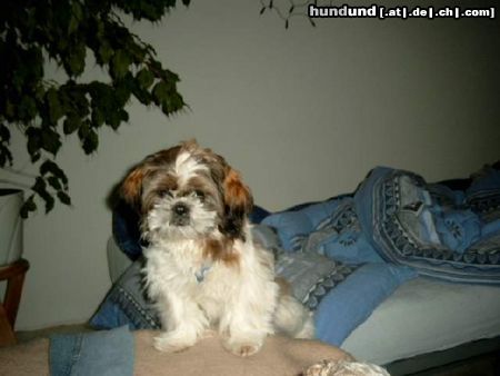 Shih Tzu Hunde Foto 11825 Shih Tzu