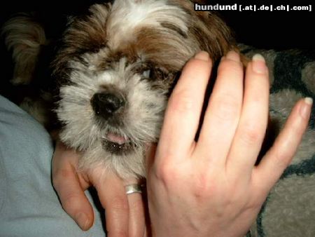 Shih Tzu Hunde Foto 10164 Shih Tzu lecker lecker!!!