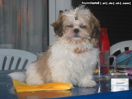 Shih Tzu Hunde Foto 6361 Shih Tzu Buffy