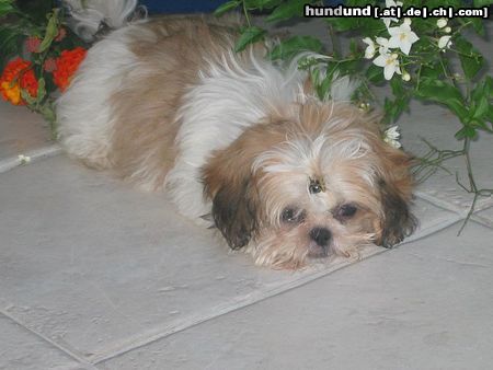 Shih Tzu Hunde Foto 6362 Shih Tzu Buffy