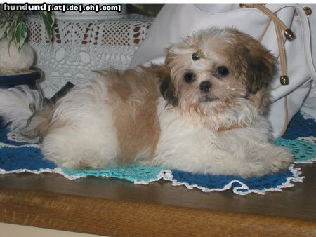 Shih Tzu Hunde Foto 6363 Shih Tzu Buffy