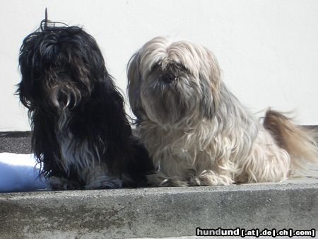 Shih Tzu Hunde Foto 13429 Shih Tzu