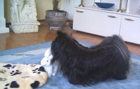 Shih Tzu Hunde Foto 29684 Shih Tzu Süßer Shih-Tzu Rüde Calimero beim Spiel...