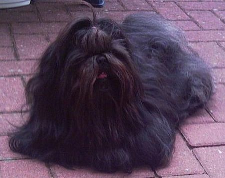 Shih Tzu Hunde Foto 34901 Shih Tzu Shih-Tzu
