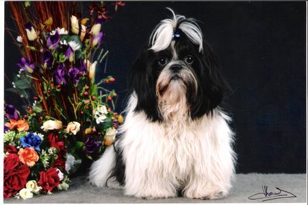 Shih Tzu Chayenne Ausstellung Charleroi