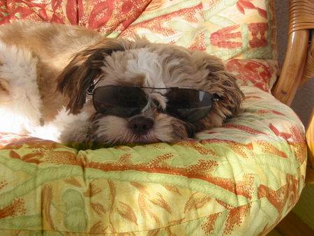 Shih Tzu Hunde Foto 32967 Shih Tzu Unser Chico beim Sonnenbad