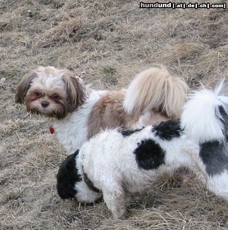 Shih Tzu Hunde Foto 9309 Shih Tzu