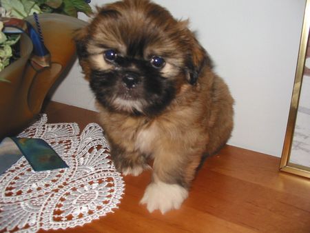 Shih Tzu Hunde Foto 32966 Shih Tzu Unser NIKO geb.24.5.2006 Franz u. Renate MATTL
