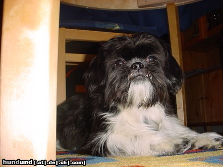 Shih Tzu Hunde Foto 7865 Shih Tzu Buzz