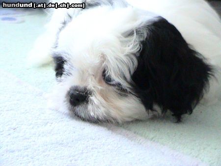 Shih Tzu Hunde Foto 23132 in höherer Auflösung ansehen Shih Tzu unser schatz luna