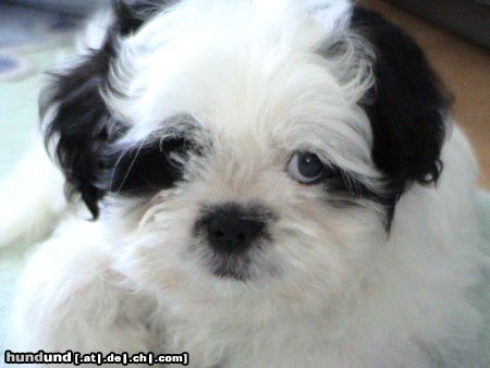 Shih Tzu Hunde Foto 23136 in höherer Auflösung ansehen Shih Tzu ganz schüchtern