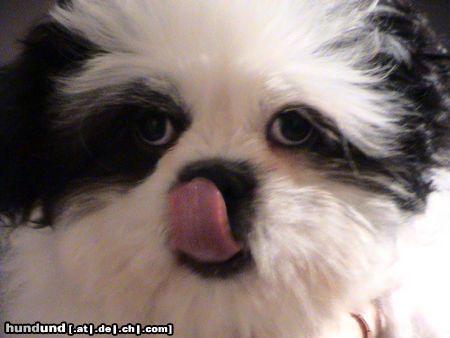 Shih Tzu Hunde Foto 23135 in höherer Auflösung ansehen Shih Tzu Unser Luna hat Hunger
