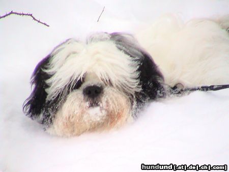 Shih Tzu Hunde Foto 23148 in höherer Auflösung ansehen Shih Tzu ich bin ein schnee monster