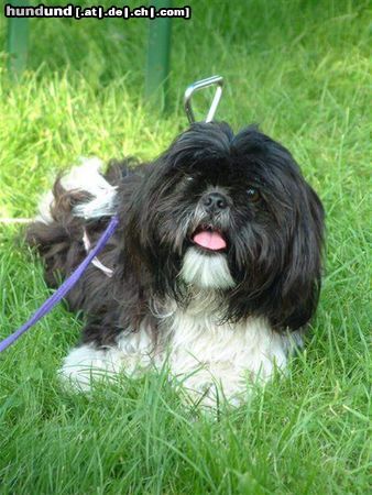 Shih Tzu Hunde Foto 4968 Shih Tzu Meine Süße Ebru