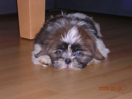 Shih Tzu der kleine Tequila