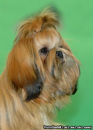 Shih Tzu Hunde Foto 20469 in höherer Auflösung ansehen Shih Tzu CACIB Erfurt 2005