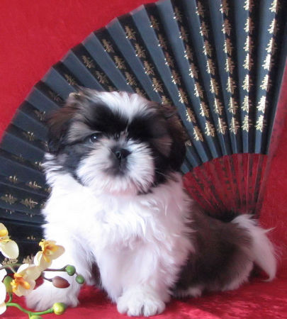 Shih Tzu Hunde Foto 43131 in höherer Auflösung ansehen Shih Tzu DU GOLDEN PALACE SHIH TZU WELPEN