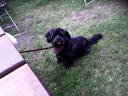 Shih Tzu Hunde Foto 32181 Shih Tzu Das war unsere liebe Dina letztes Jahr im Urlaub