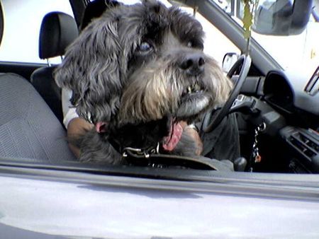 Shih Tzu Hunde Foto 32736 Shih Tzu Dina - Ostsee 2005