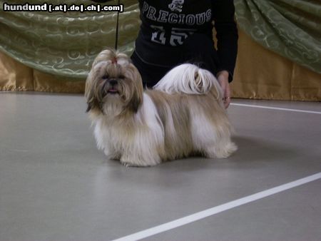 Shih Tzu Hunde Foto 17307 Shih Tzu Lachen ist gesund