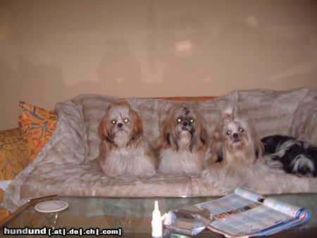 Shih Tzu Hunde Foto 17305 in höherer Auflösung ansehen Shih Tzu schön warm auf der Decke sitzen