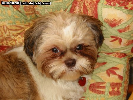 Shih Tzu Hunde Foto 9308 Shih Tzu