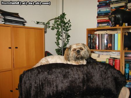 Shih Tzu Hunde Foto 17355 Shih Tzu Nori