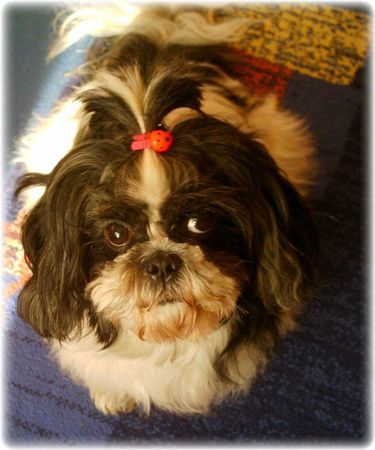 Shih Tzu Hunde Foto 29240 Shih Tzu das ist Funny eine Shi Tzu Dame