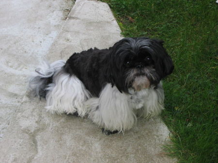 Shih Tzu Hunde Foto 26751 Shih Tzu unser Schatz Garfild