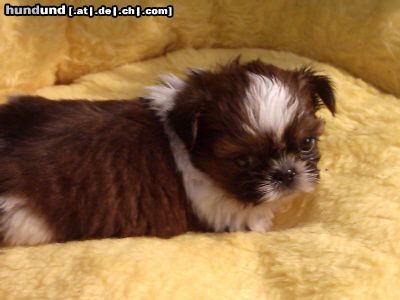 Shih Tzu Hunde Foto 4519 Shih Tzu Red-Gismo 5 Wochen