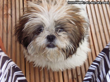 Shih Tzu Joe mit 5 Monaten