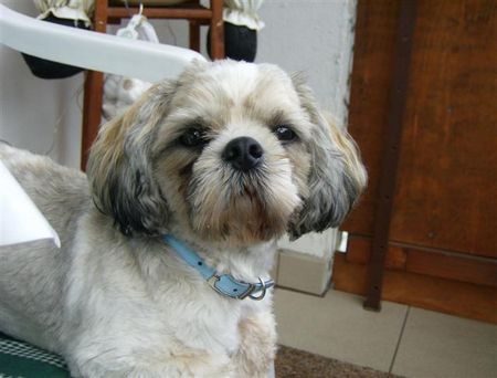 Shih Tzu Hallo hier kommt Kimba