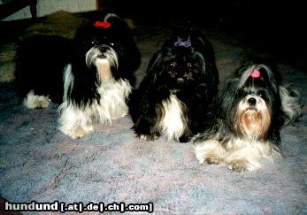 Shih Tzu Hunde Foto 19862 Shih Tzu Shih-Tzu vor 5 Jahren