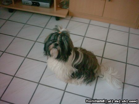 Shih Tzu Hunde Foto 20703 in höherer Auflösung ansehen Shih Tzu hallo ich bin tarzan hahaha